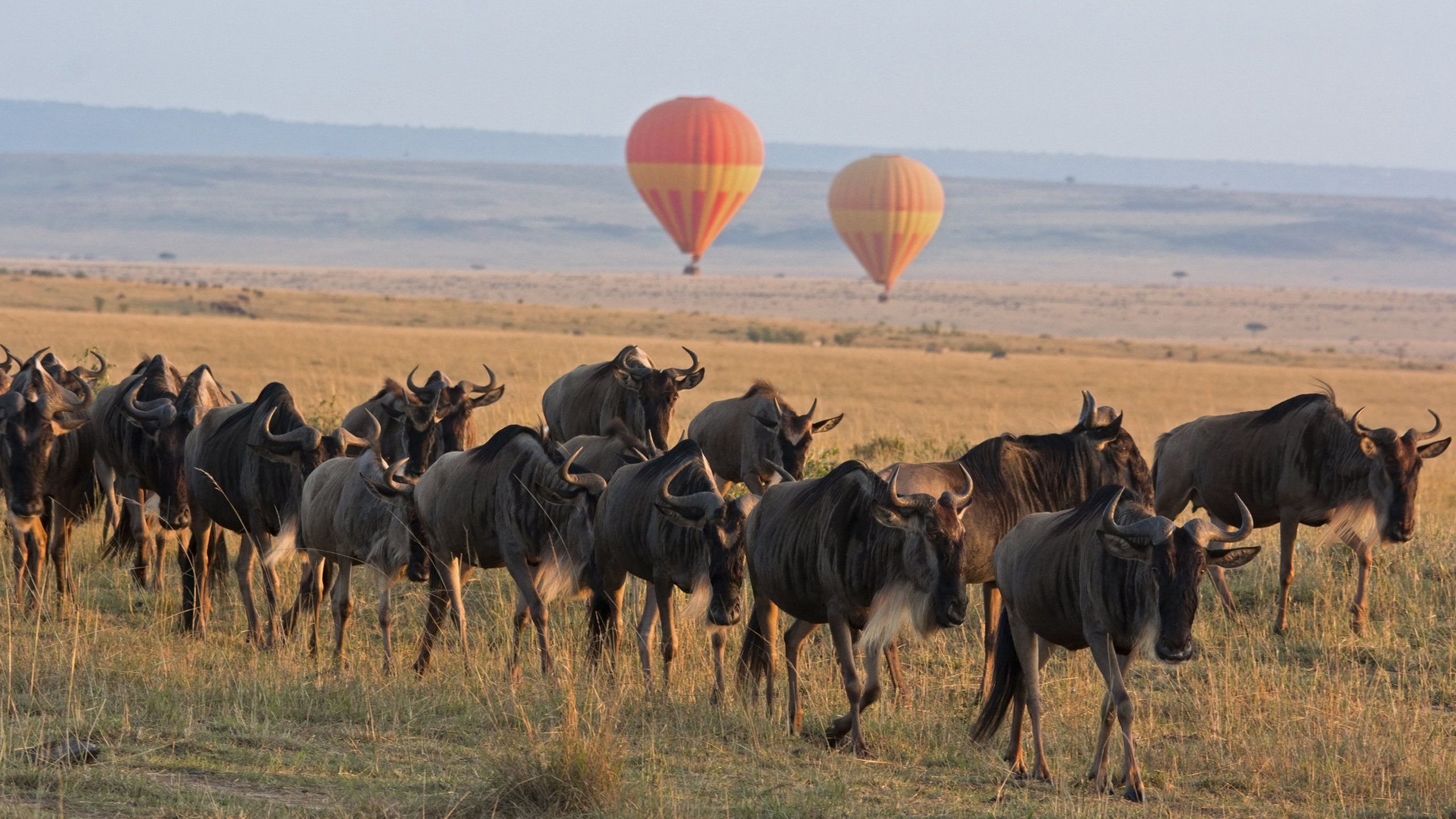 Classic Kenya safari landscape with wildebeest herd foreground and hot air balloon backdrop – Masai Mara, Kenya